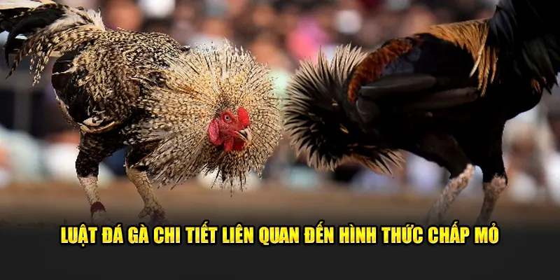 Luật đá gà chi tiết liên quan đến hình thức chấp mỏ