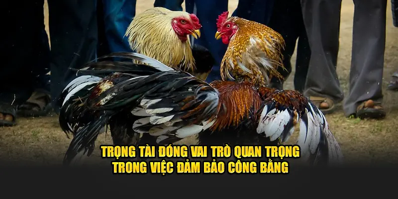 Trọng tài đóng vai trò quan trọng trong việc đảm bảo công bằng