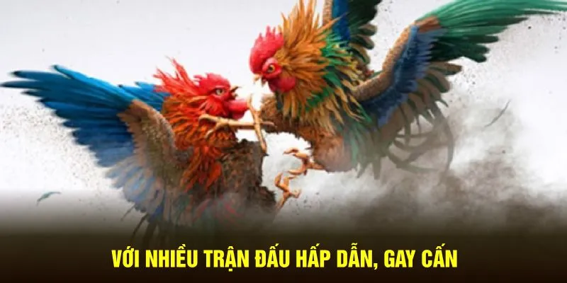 Nơi quy tụ nhiều trận đấu hấp dẫn, gay cấn 